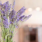 Apartmán Borgocuore